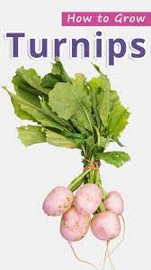 How To Grow Turnips Recommended Tips Growing Spinach Growing Cucumbers Turnip