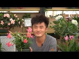 藤本花王飘香藤 能墙瀑布还花开不断 养护实在太简单 youtube plants