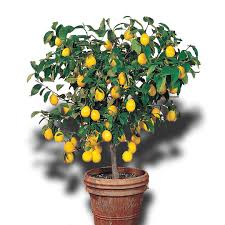 Limon her derde deva olarak bilinir. Limon Fidani Saksili Cicekli Meyveli Yediveren Mayer Hepsibahcemden
