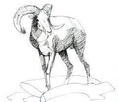 Ram Animal Drawing Hd Wallpapers On Picsfair Com Animal Drawings Animals Desert Animals