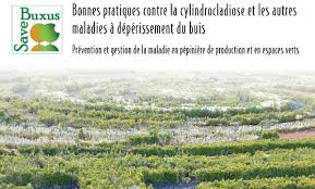Le buis, souvent en boule, est aussi beau au jardin que en pot sur une terrasse ou balcon. Guide De Bonnes Pratiques Contre Les Maladies Du Buis Cgconcept Fr