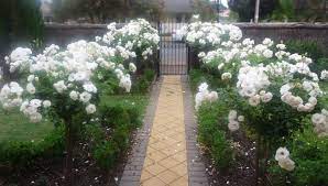Check spelling or type a new query. White Standard Roses Hedge Iceberg Roses Rose Garden Design Iceberg Roses Landscape