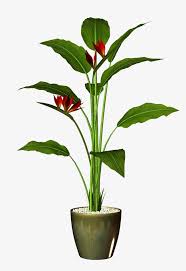 Potted Flower Pot Plant Png Transparent Clipart Image And Psd File For Free Download Plantio De Arvores Vasos De Flores Jardim Em Vasos