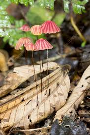 Image result for Marasmius opacus