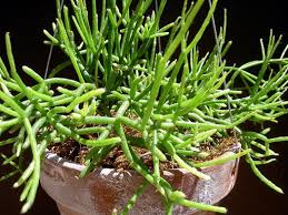 Image result for Rhipsalis baccifera