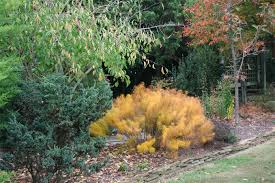 Check spelling or type a new query. Arkansas Blue Star Wyoming Plant Company