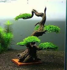 Bonsai Arvores Bonsai Bonsai Pinturas De Montanha