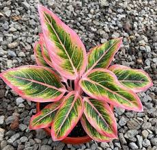 Aglaonema Lotus Delight Shipping Phytosanitary Etsy Plant Care Plants Conditioner