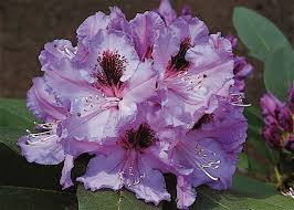 Maybe you would like to learn more about one of these? Jars V62n2 American Rhododendron Society Plant Registry
