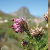 Image result for Erica pleiotricha