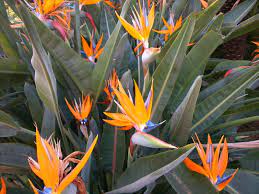 Bird Of Paradise Strelizia Reginae Bird Of Paradise Birds Of Paradise Birds Of Paradise Plant Paradise