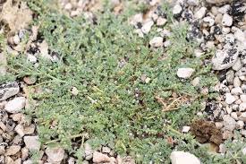 Image result for Priva curtisiae