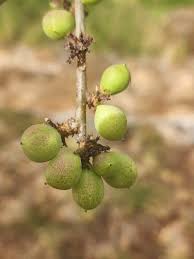 Image result for Commiphora africana