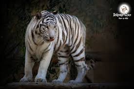With forests rapidly disappearing, the prey available is also disappearing. White Tigers Attraction Tehran Times