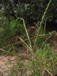 Image result for Digitaria setifolia