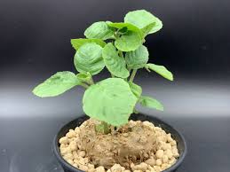 Image result for Dorstenia benguellensis