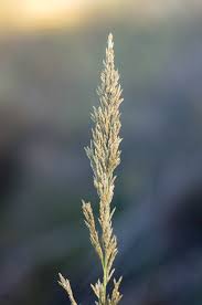 Image result for Eragrostis curvula
