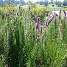 Image result for Pycnostachys reticulata