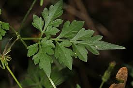 Image result for Bidens bipinnata