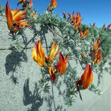 Image result for Lotus berthelotii