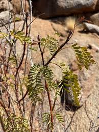 Image result for Gelrebia glandulosopedicellata