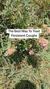 Image result for Dissotis alata