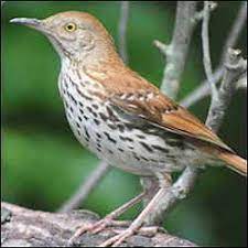 Two individual thrashers have been documented in europe. Georgia State Bird Brown Thrasher Toxostoma Rufum