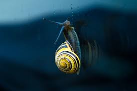 Snippets are an easy way to highlight your favorite soundbite from any piece of audio and share with friends, or make a trailer for ‎epitch.org Yellow Snail Climbing On Wall Free Stock Photos In Jpg Format For Free Download 3 22mb