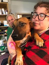 Found dog in Pearland, Texas, near Bailey by Magnolia Estates