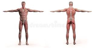 Muscles are groups of cells in the body that have the ability to contract and relax. Full Body Anatomy Stock Illustrations 1 719 Full Body Anatomy Stock Illustrations Vectors Clipart Dreamstime