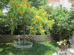 Tipu Tree Outdoor Gardens Desert Landscaping Swimming Pools Backyard