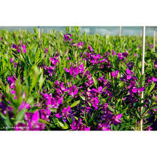 Image result for Polygala xanthina