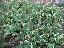 Pin On Japanese Garden Plants