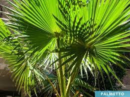 This cold hardy palm can tolerate cold down to 0f. Palmetto Tree Vs Palm Tree Differences Gardenine