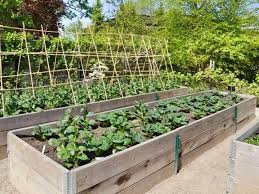 Uprawa Warzyw Na Podwyzszonych Grzadkach Czyli Drewnianych Skrzyniach Wypeln Starting A Vegetable Garden Vegetable Garden Raised Beds Raised Vegetable Gardens