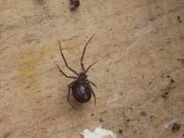 The larger female western black widow looks very similar to the northern black w idow and the southern black widow female. Black Widow Or False Black Widow Root Simple