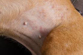 Image result for flea bite