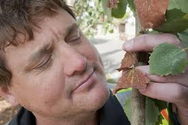 Bronze leaf strikes local poplars