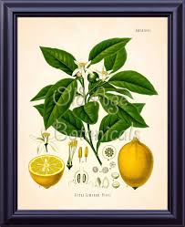 Kohler 11x14 Botanical Print Vintage Art Plate Chart Yellow Pale Orange Citrus Lime Lemon Tree Kitchen Room Wall Decor To Frame Lp0703