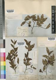 Image result for Ochna atropurpurea