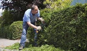 Save to my scrapbook different hedges are best trimmed at different times of year. Gardening Tips How To Keep Conifer Hedges Looking Trim Express Co Uk