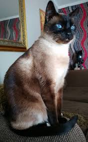 My Handsome Boy Mr Meeseeks Hello There Bright People Are You Catlover Or Have You Any Pretty Cats I Think Beautiful Cats Siamese Cats Cats And Kittens