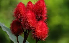 South american rainforest photos and images. Nature S Pharmacy The Remarkable Plants Of The Amazon Rainforest And What They May Cure