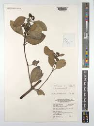 Image result for Avicenniaceae