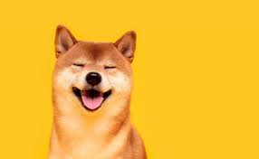 Shiba Inu What You Need To Know About The Doge Meme Coin Rival