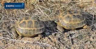 Which Tortoise Should You Get Exoticdirect
