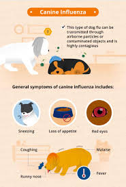 You can also get the smaller bags, i just happen to have a lot of cats. Common Causes Of Puppy Coughing Canna Pet