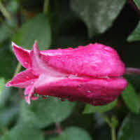 Trade name or trade mark: Clematis Kaufberatung Clematis Tipps Clematis Sorten Clematis Empfehlungen