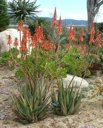 Image result for Aloe welwitschii