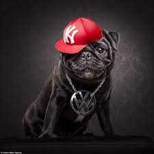 It is the color that most people think of when they are l. Pug Pic 10 80 Px 10 80 Px Lenovo G32qc 10 80 Cm 31 5 2560 X 1440 Pixels Wide Quad How To Draw A Dog